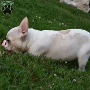 Precious, French Bulldog Puppy
